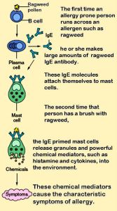 334px-Mast_cells