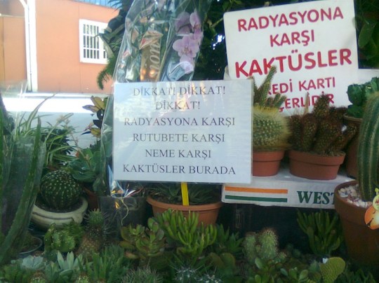 Radyasyona karşı kaktüsler!